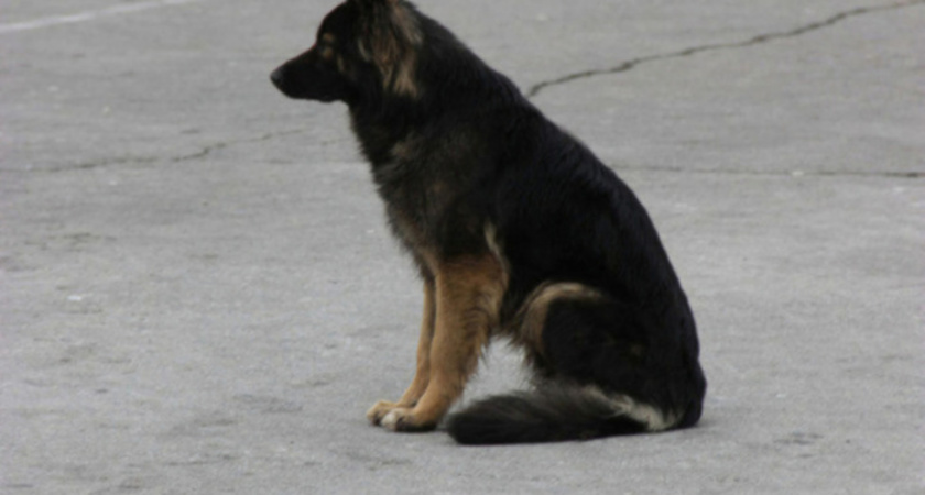 В Саратовской области выплатили компенсации детям, пострадавшим от бродячих собак