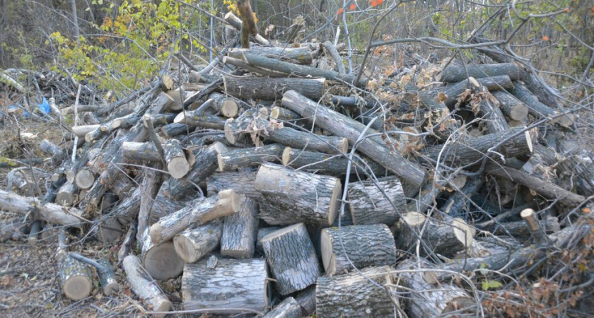 Зелёная комиссия рассмотрит снос и обрезку более 120 деревьев в Саратове