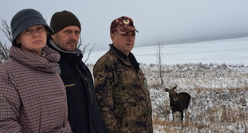 В Саратовской области любопытный лосёнок вышел к людям во время рейда