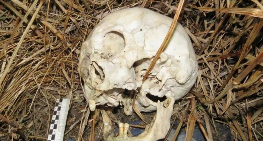 В Озинском районе нашли человеческий череп