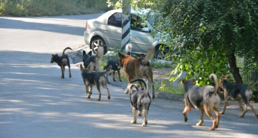В Саратовской области поймали втрое меньше бездомных животных от запланированного