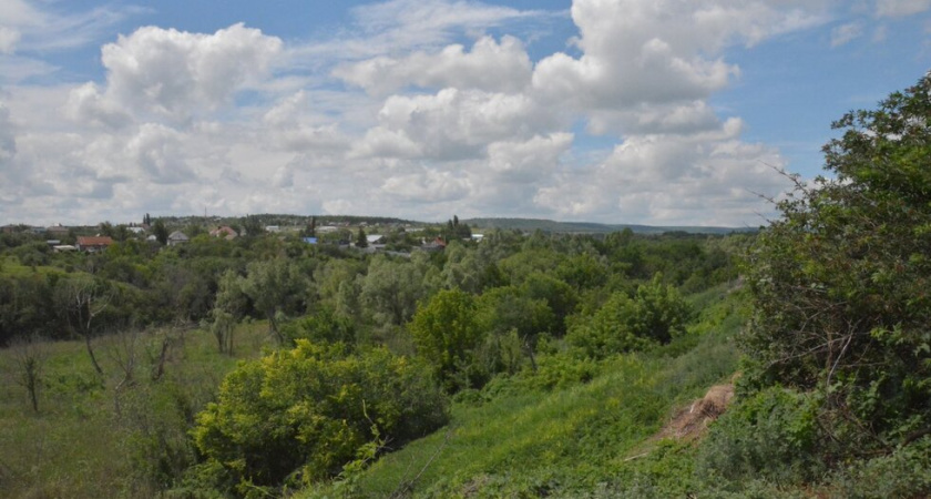 В Саратове вырубят 170 деревьев для строительства дорог и благоустройства