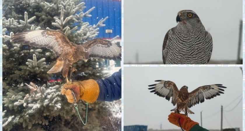 Хищные птицы охраняют мусорные полигоны Саратова от стай ворон и чаек