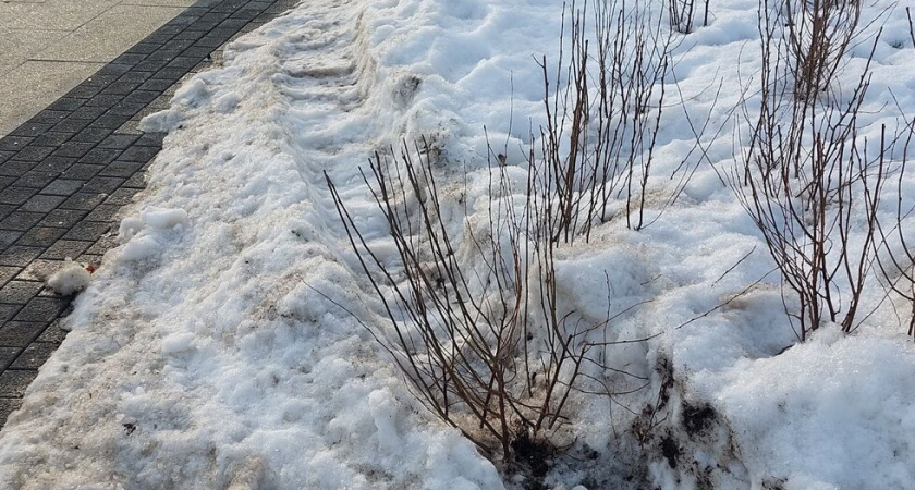 В Саратове при уборке снега повредили растения на городских клумбах