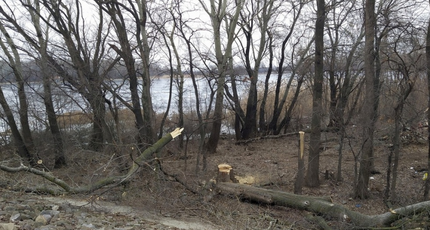 В Энгельсе вырубают деревья на набережной Волги