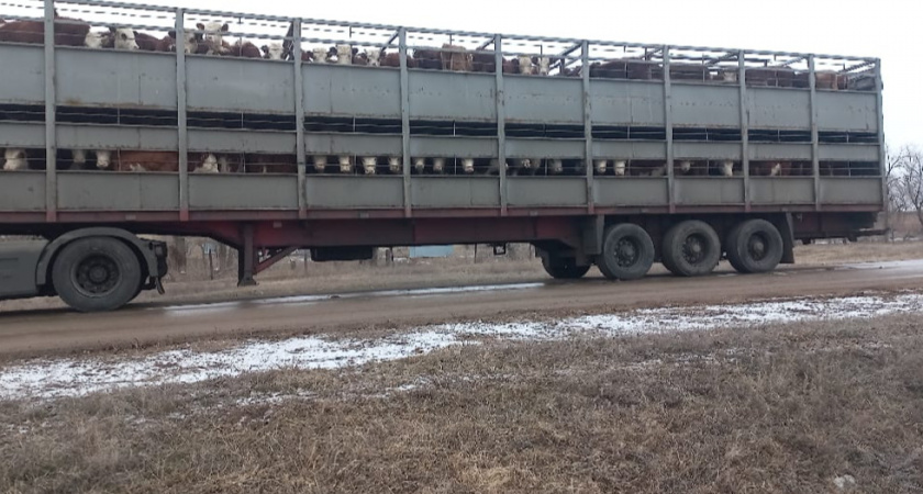В Саратовской области задержали грузовик со 113 коровами без документов