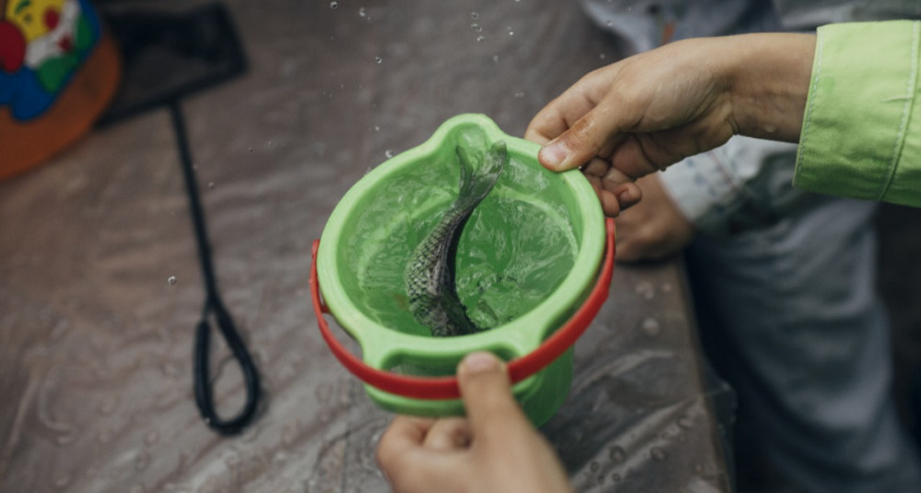 В Саратове стартовал экопроект по сбору крышек для спасения Волги от водорослей