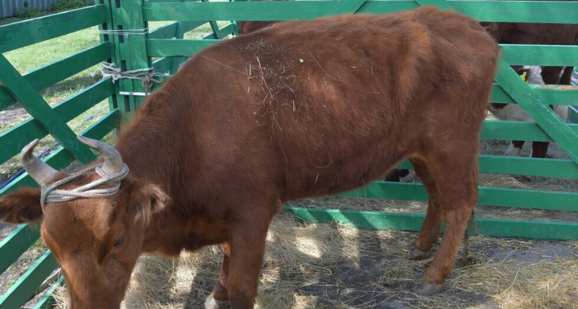 В Саратовской области стало меньше коров и свиней, но на треть выросло число кур