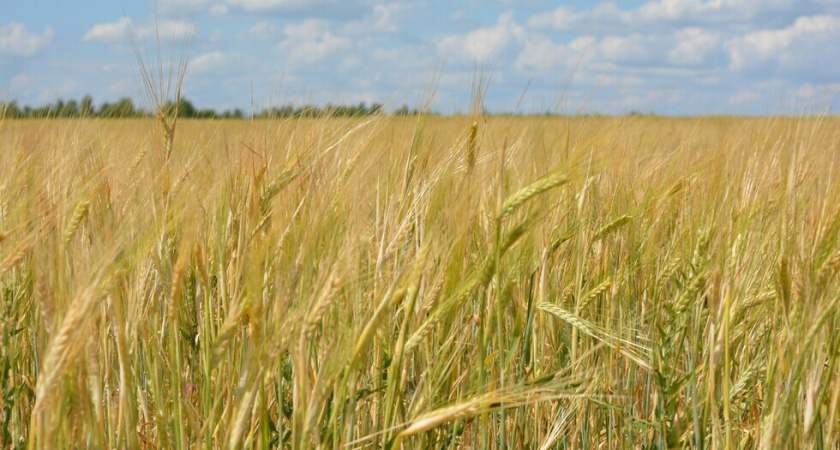Сельское хозяйство Саратовской области показало сильнейший спад в ПФО