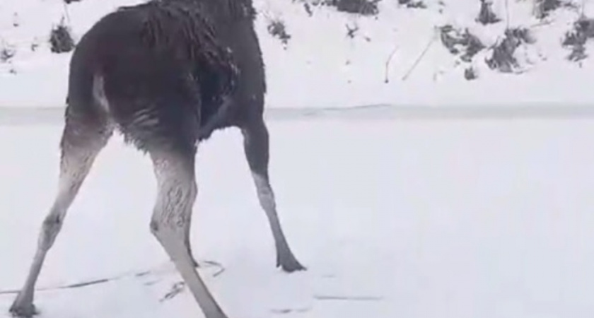 В Саратовской области егеря спасли лосиху, провалившуюся под лед