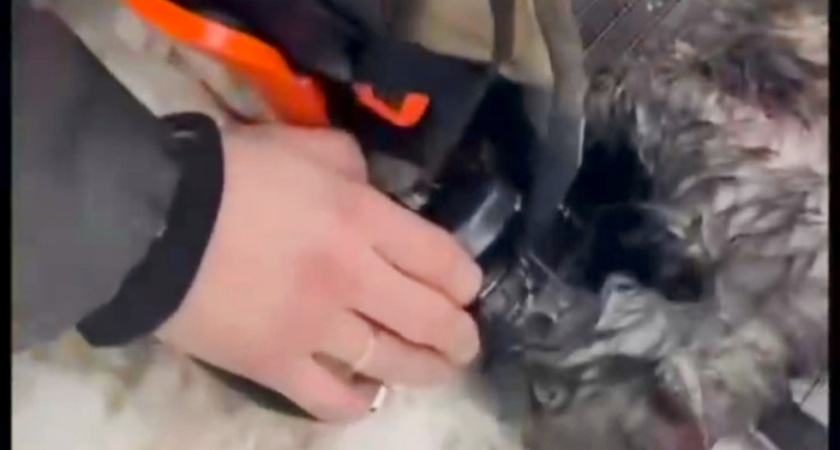 Саратовские пожарные спасли двух котов и пять крыс из горящей квартиры