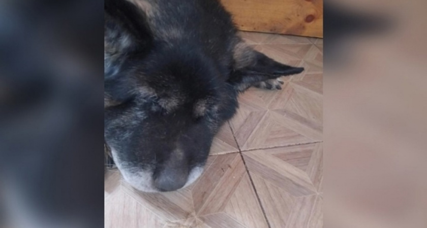 Собаки погибли в СНТ «Ёлочка-2» в Энгельсе