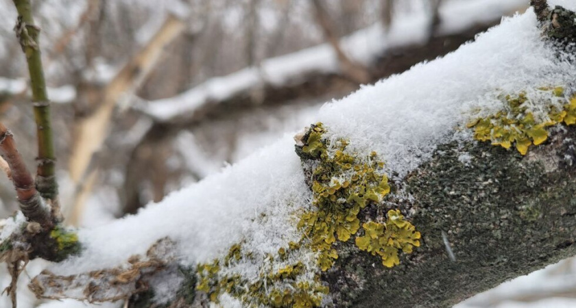 В Саратовской области ночью похолодает до -23 градусов
