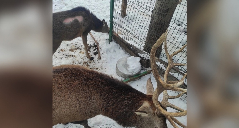 Саратовчанка пожаловалась на содержание оленей в комплексе «Сокол»