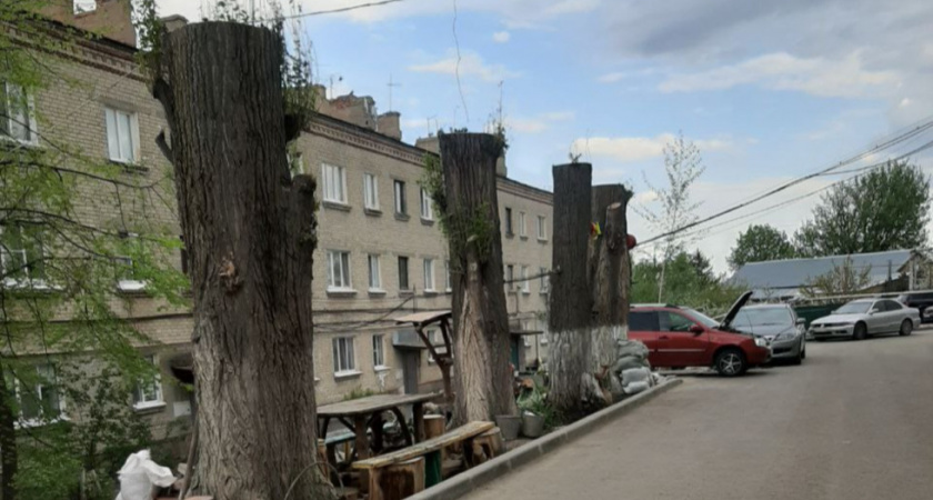 Саратовцы жалуются на массовую вырубку здоровых деревьев в городе