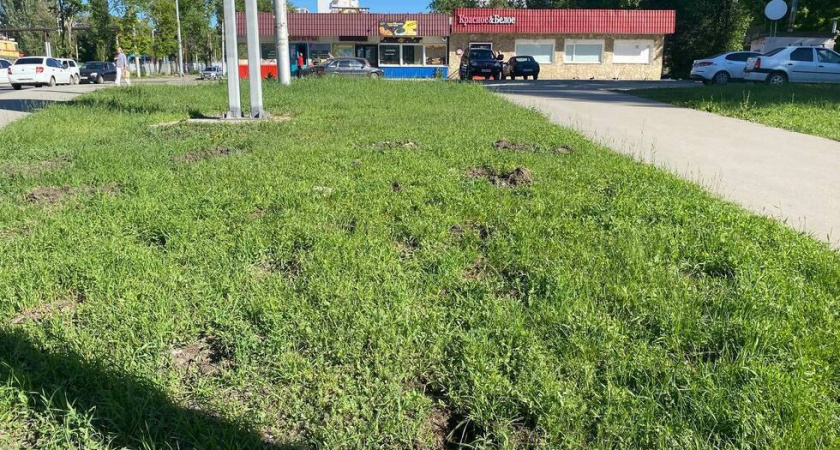 В Саратове украли зеленые насаждения на 7-й Нагорной
