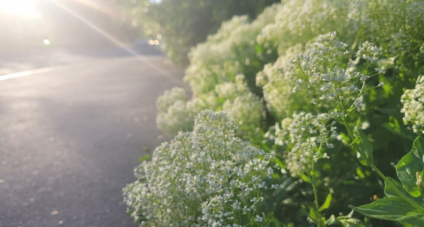 В Саратовской области ожидается жара до +35 градусов