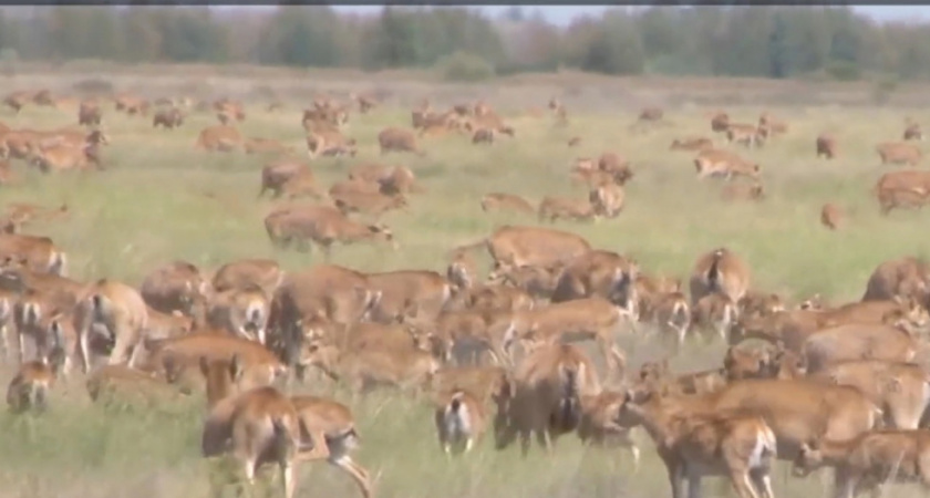 Миллион сайгаков из Казахстана вторглись в Саратовскую область и уничтожают урожай