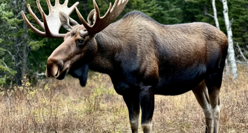 В Саратовской области за выходные произошло пять ДТП с лосями