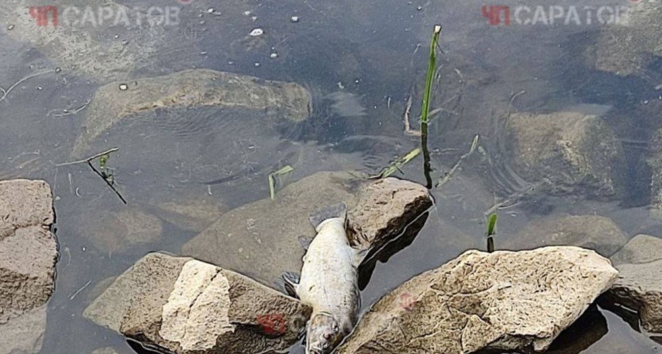 В Энгельсе массово погибла рыба в водоемах