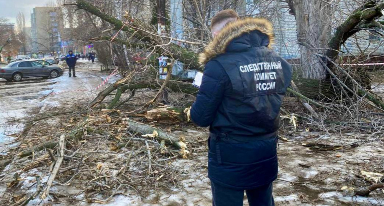 В Энгельсе директор коммунального предприятия получил полтора года за упавшую на женщину ветку
