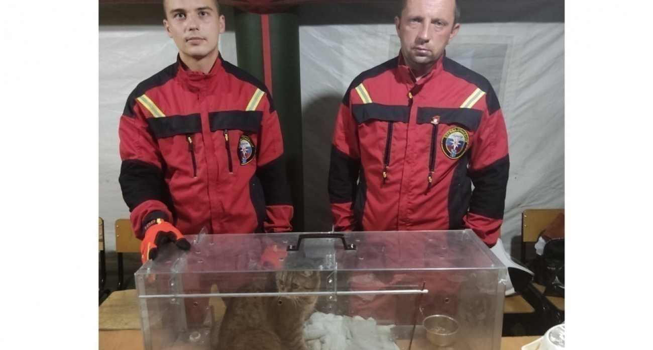 Абиссинский кот Кеша выжил в комнате, которой больше нет: спасатели извлекли 7 животных из взорвавшегося дома