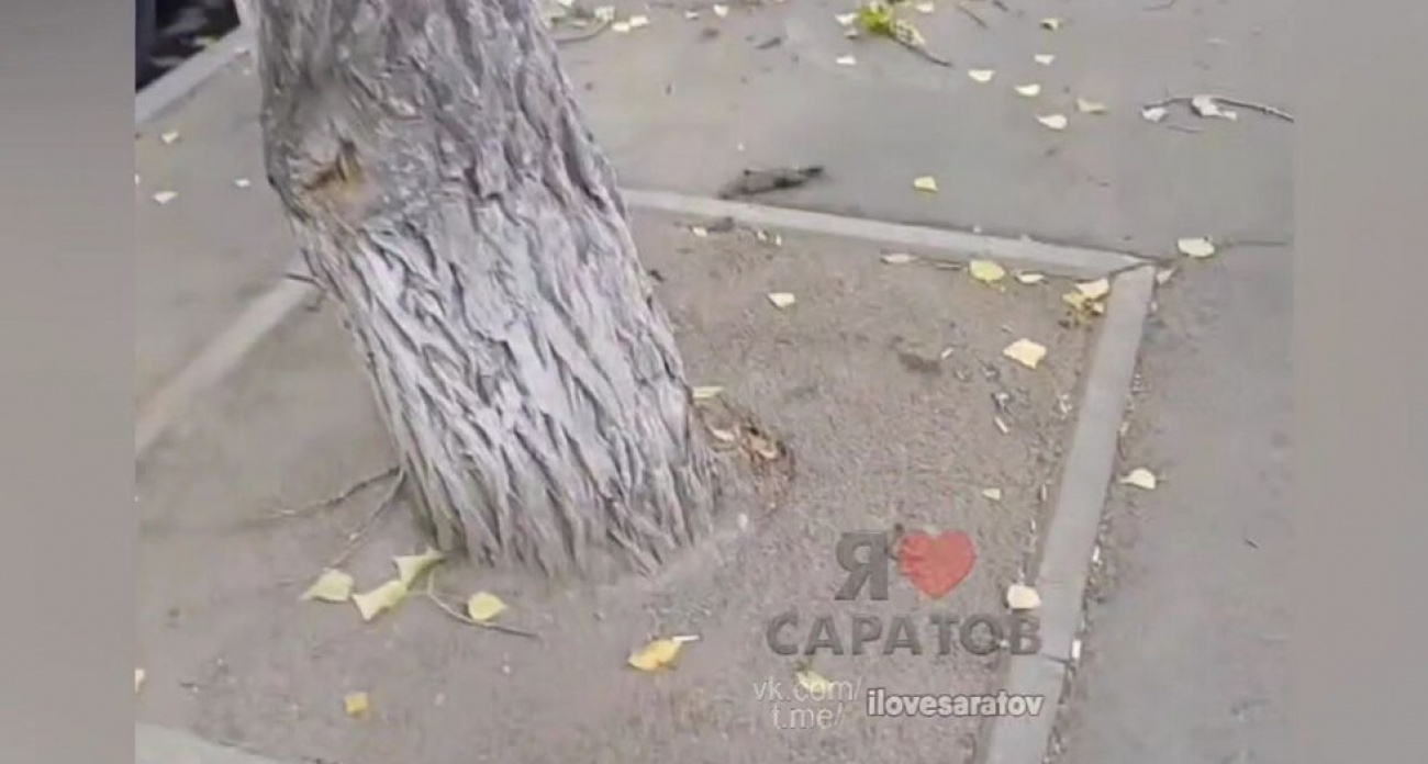 "Это же убийство самое натуральное": в Саратове закатали в асфальт стволы более 30 здоровых деревьев