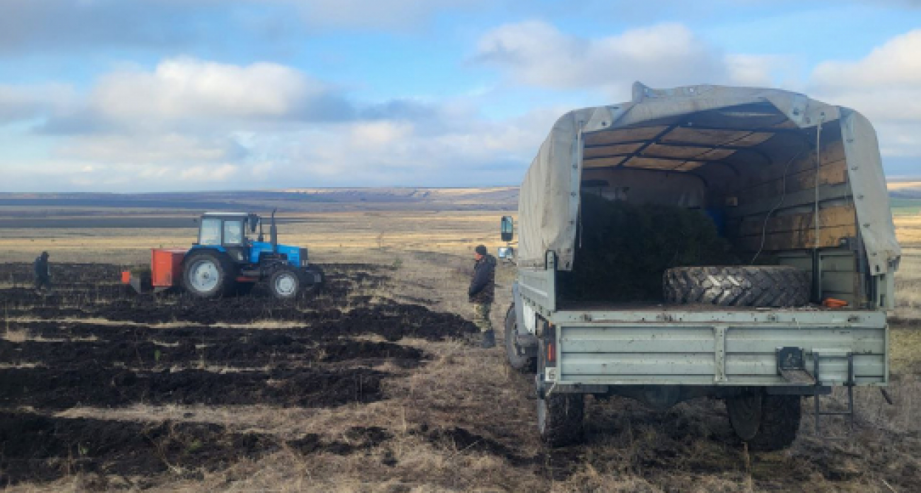 400 тысяч сосен высадят в Базарно-Карабулакском районе: половина уже в земле