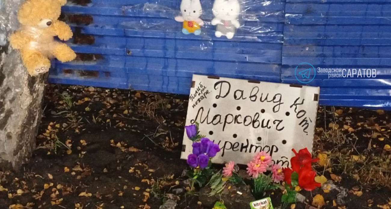 «Директор» овощной лавки кот Давид Маркович погиб на пожаре: саратовцы создали мемориал с игрушками