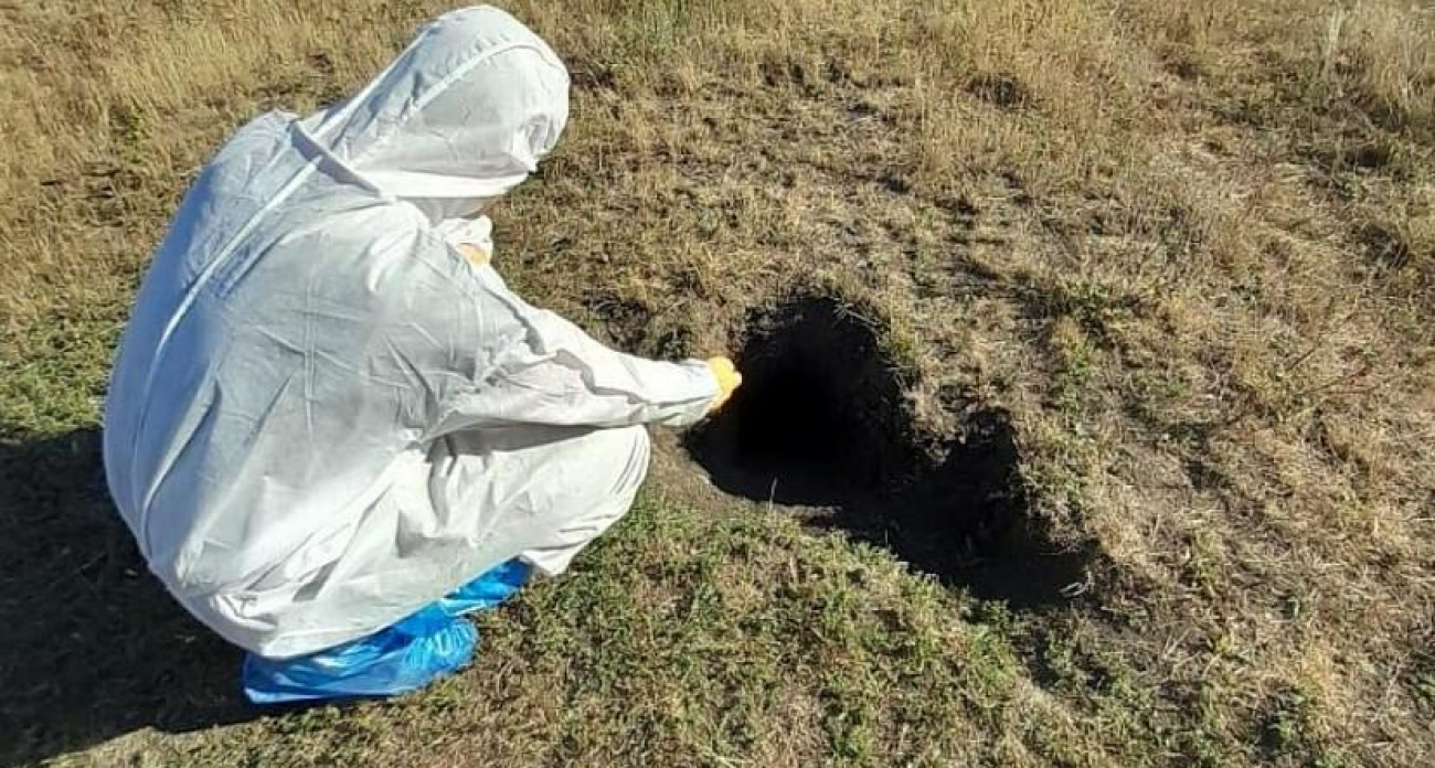 300 тысяч вакцинных приманок «Рабистав» разбросали по лесам и водоемам Саратовской области