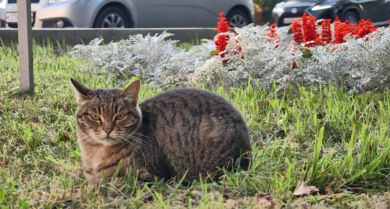 "Не будет ни людей, ни техники": скверы Володина в Саратове останутся без зимнего обслуживания
