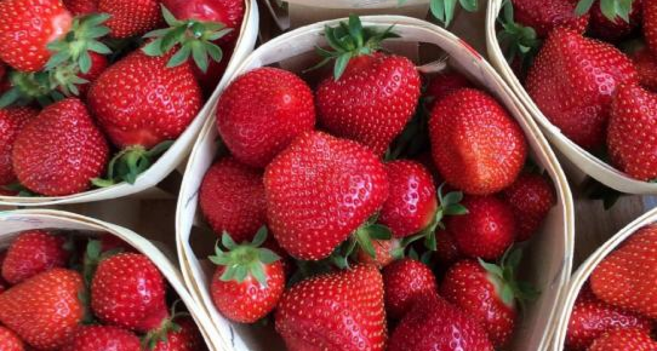 Саратовская «ГринДар» выходит на Ближний Восток: клубника в ОАЭ и Иордании на российских экоудобрениях