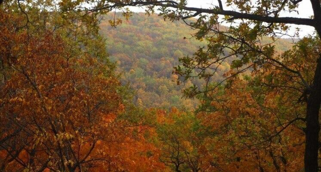 В Саратовской области платят 1200 рублей за каждую убитую лисицу