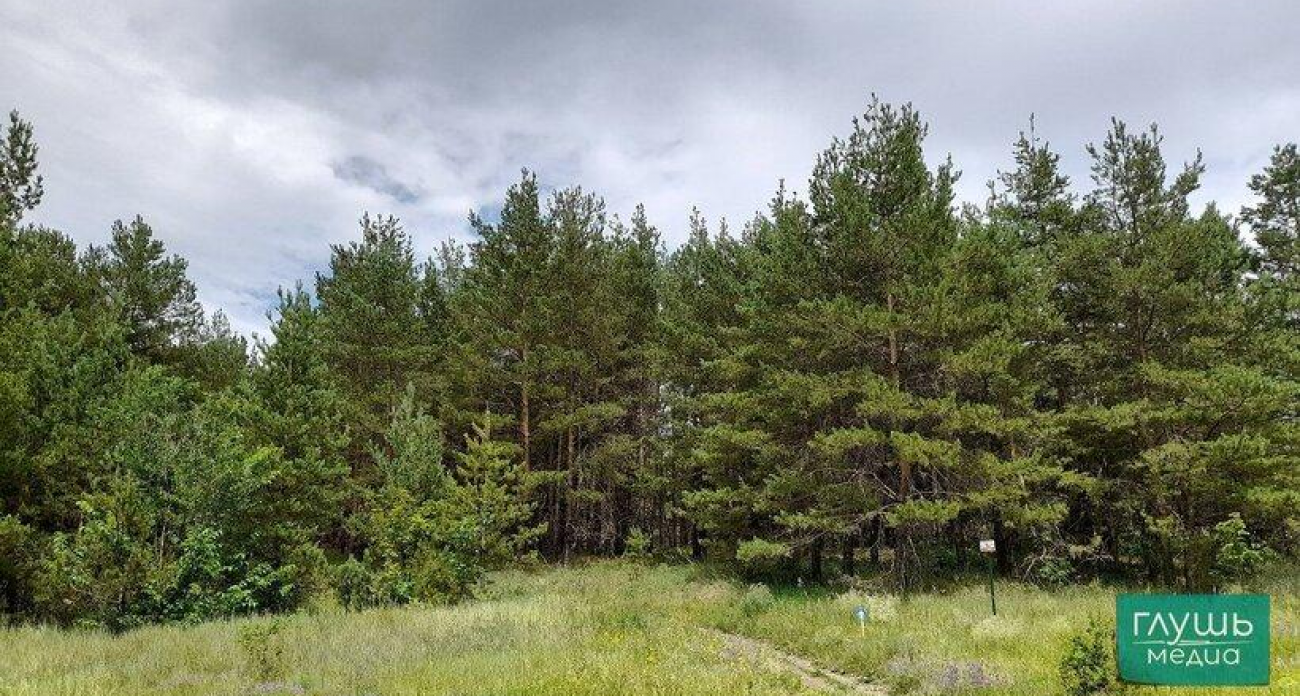 2,5 тысячи гектаров сосен: Саратовская область вырастила 11 миллионов сеянцев за год