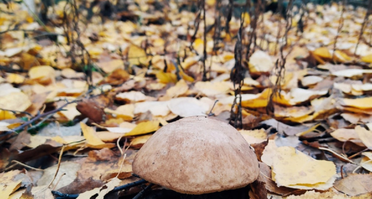 Саратовская область закрыла 7-месячный пожароопасный сезон после снижения угрозы до первого класса
