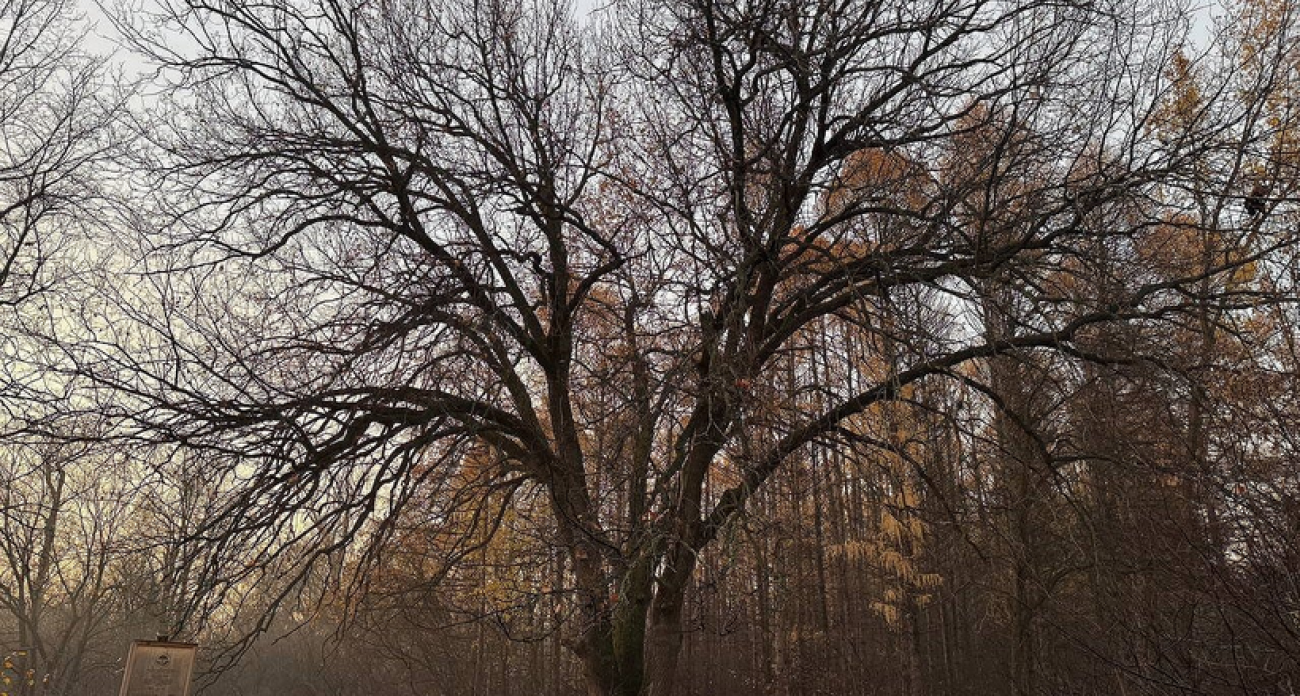 Энгельсский дуб-великан оказался вдвое моложе: вместо 200 лет ему всего 111