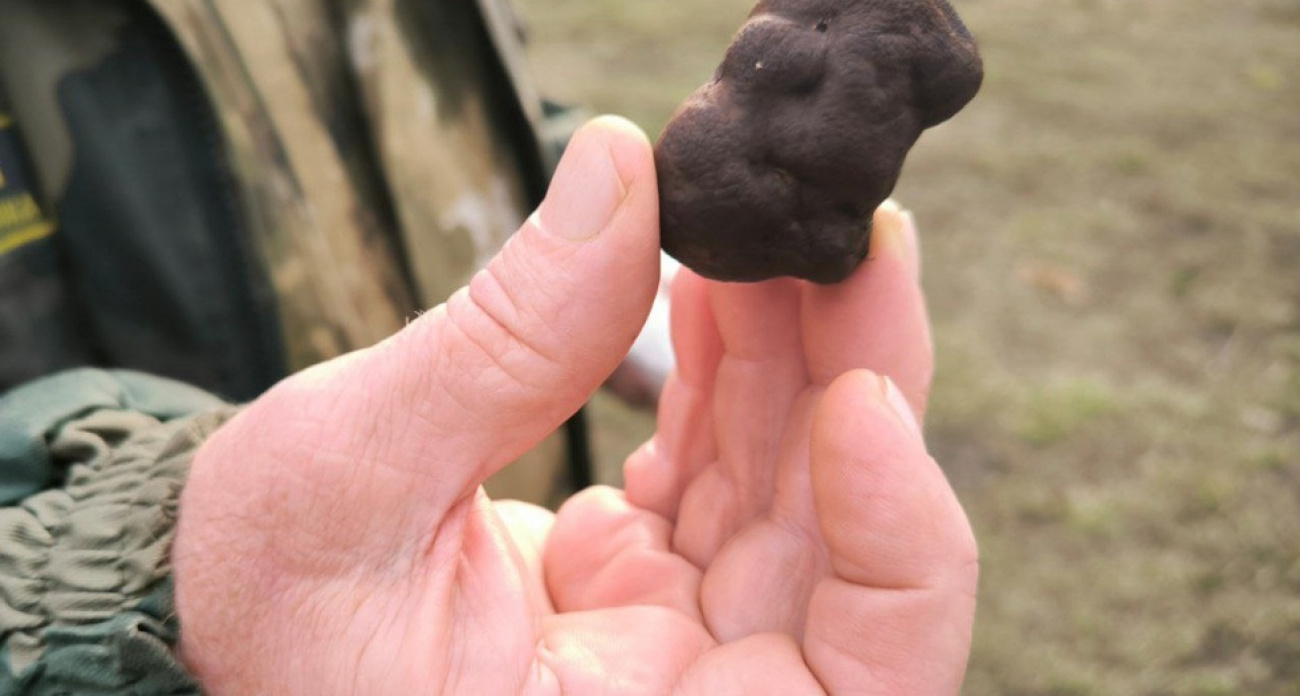 В Саратовской области нашли десятки черных трюфелей — самых дорогих грибов в мире