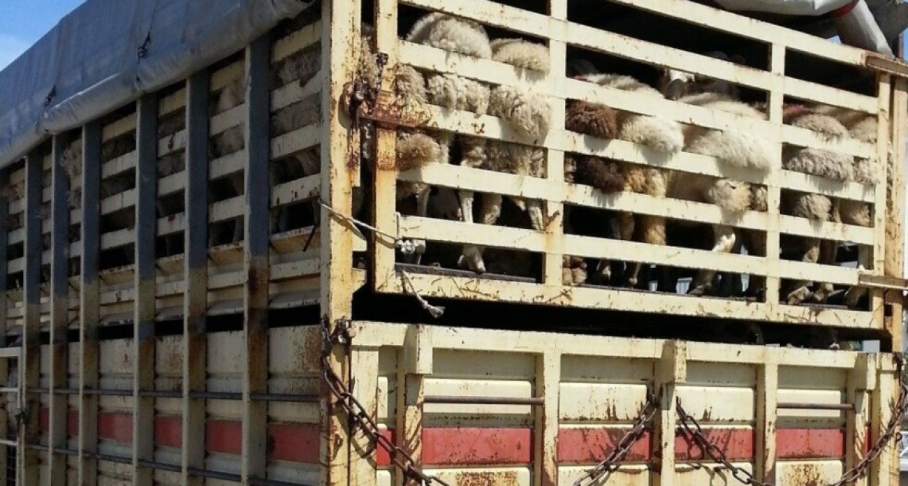 В Саратовской области за неделю трижды поймали перевозчиков 426 голов скота без документов