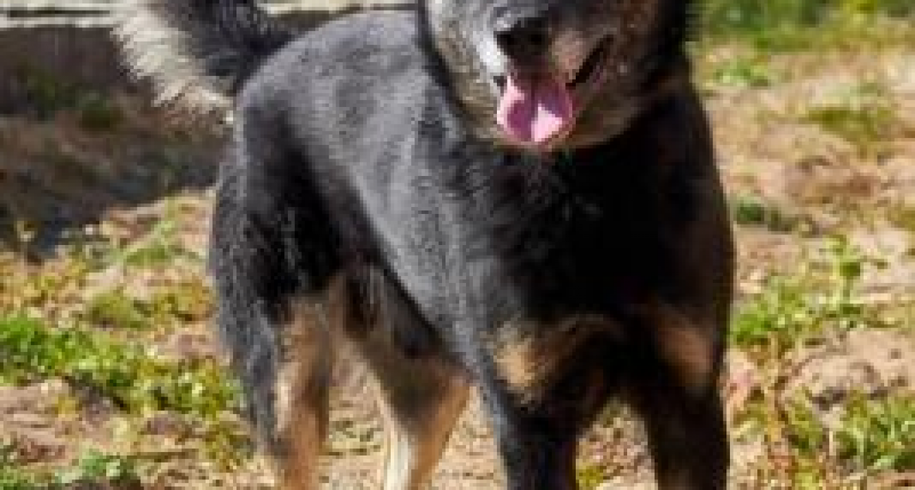 Суд оставил «Верного друга» в черном списке за 56 пропавших животных без видеофиксации