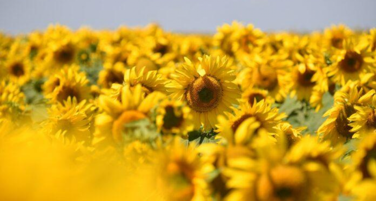 Саратовская область стала лидером ПФО: аграрии собрали рекордные 2 млн тонн подсолнечника