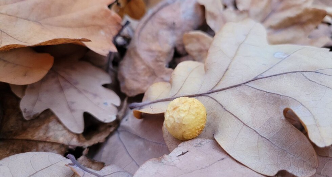 В Саратовской области ночью ноль градусов, днем до +12 - МЧС предупреждает о тумане