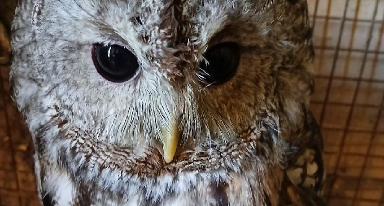 Говорящая Флинта и филин Ух: в Саратове открылся живой уголок со спасенными животными