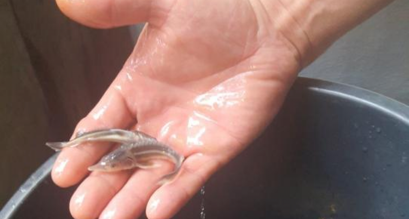 Почти 4 млн мальков стерляди и сазана выпустили в Волгу: компенсация за строительство моста