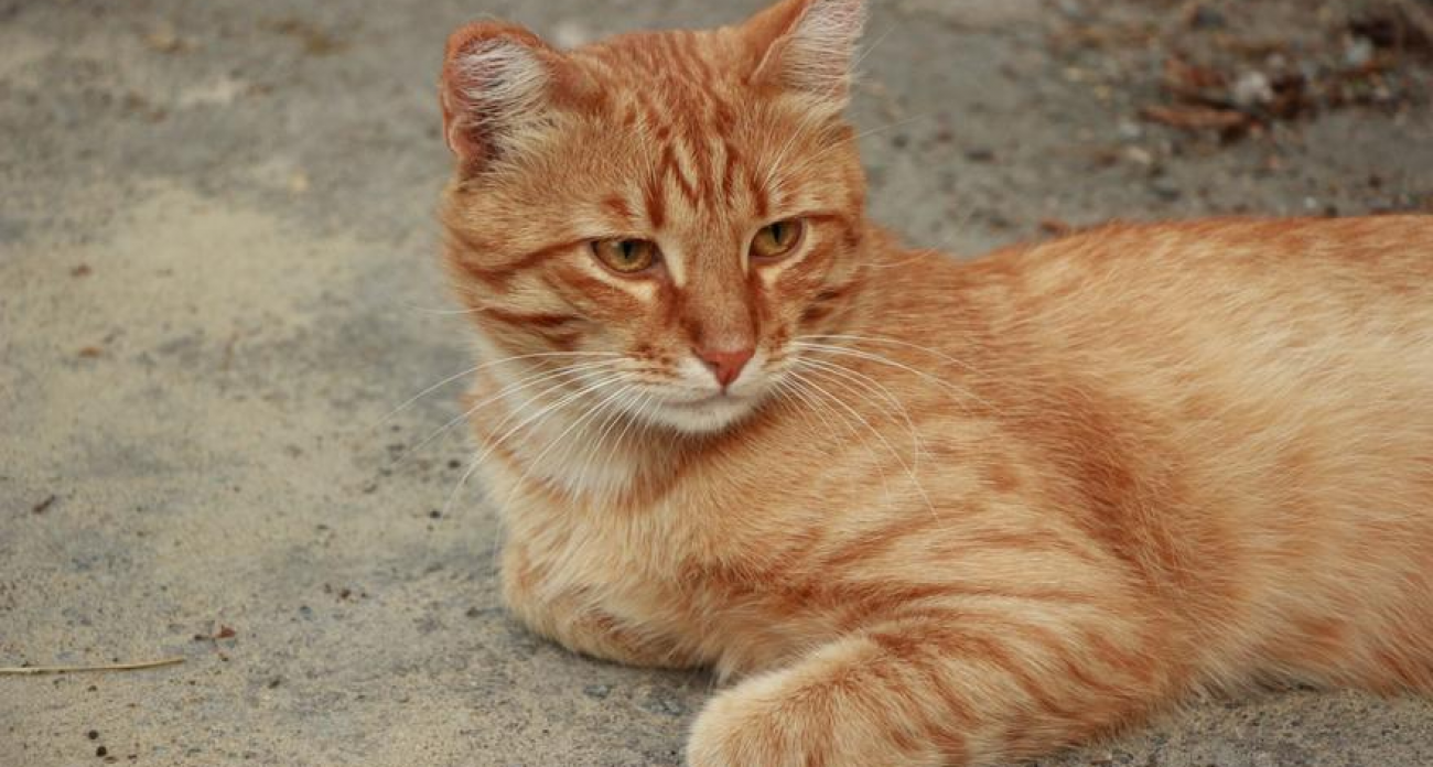 Лисы идут в города за грызунами: саратовцам запретили гладить бездомных животных из-за вспышки бешенства