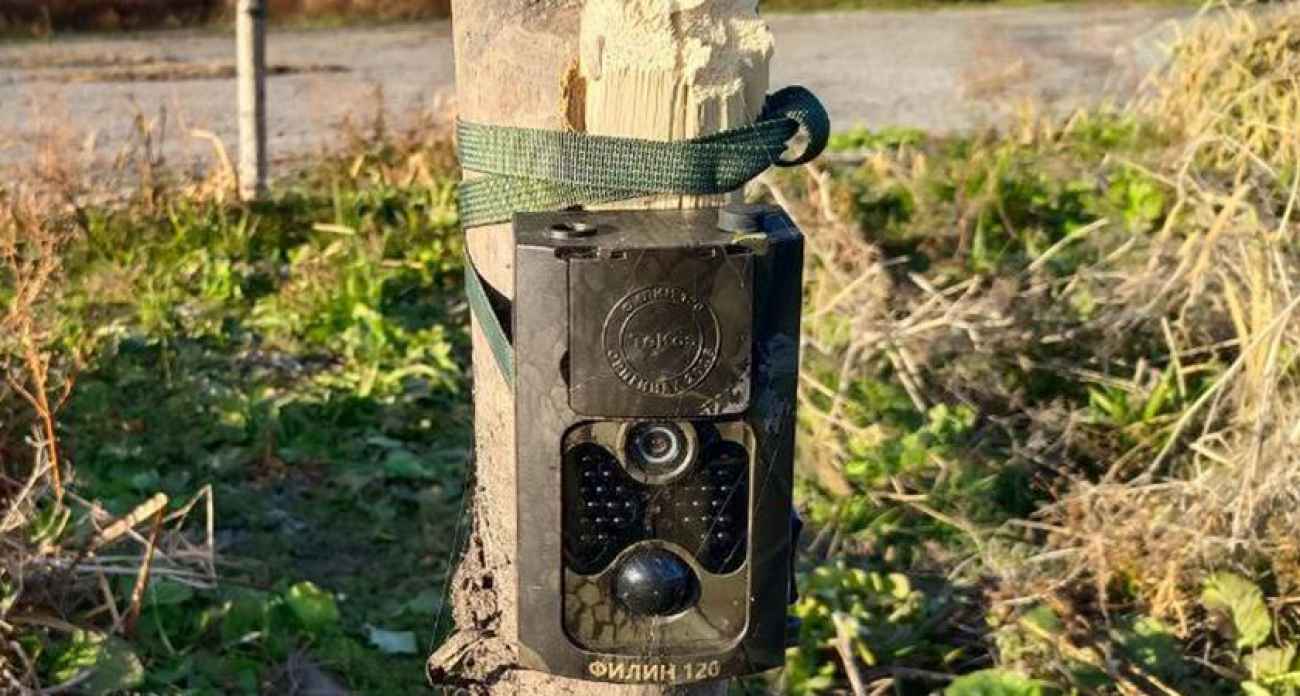 Нарушители смеялись в лицо чиновникам: в урочище Лысая гора вырубают лес бензопилами