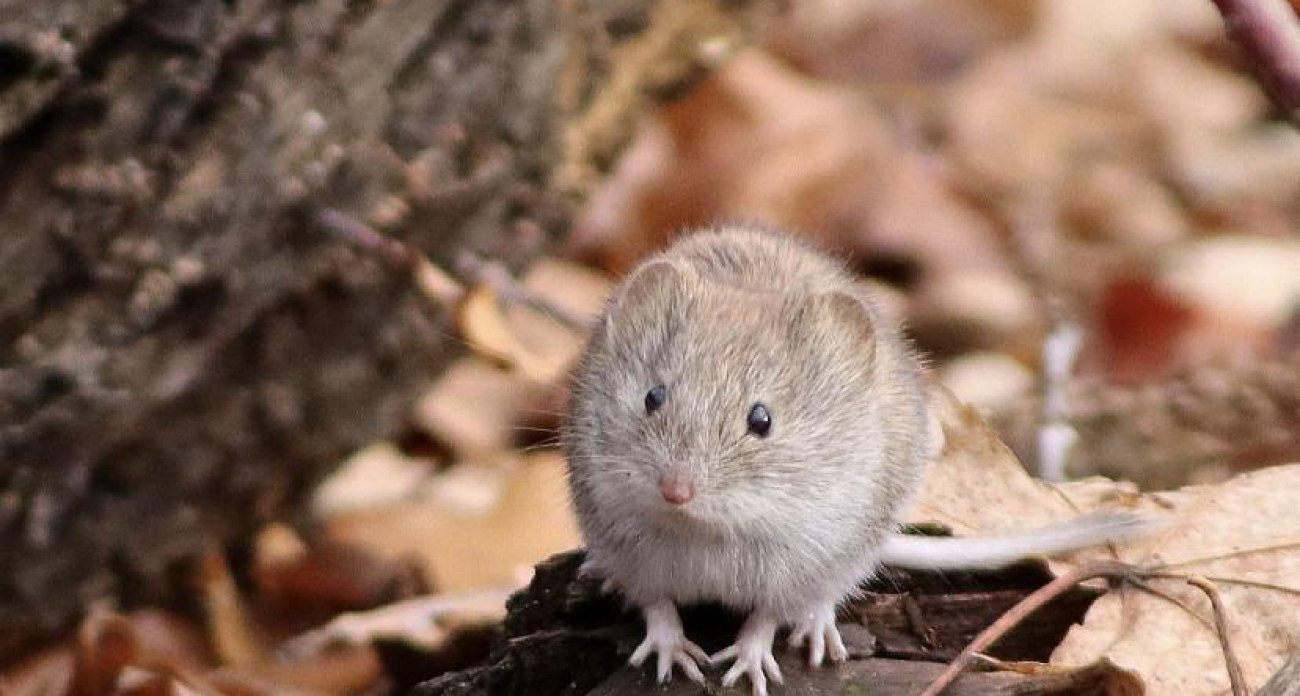 Большой пестрый дятел и мышь стали моделями для саратовской художницы в осеннем лесу