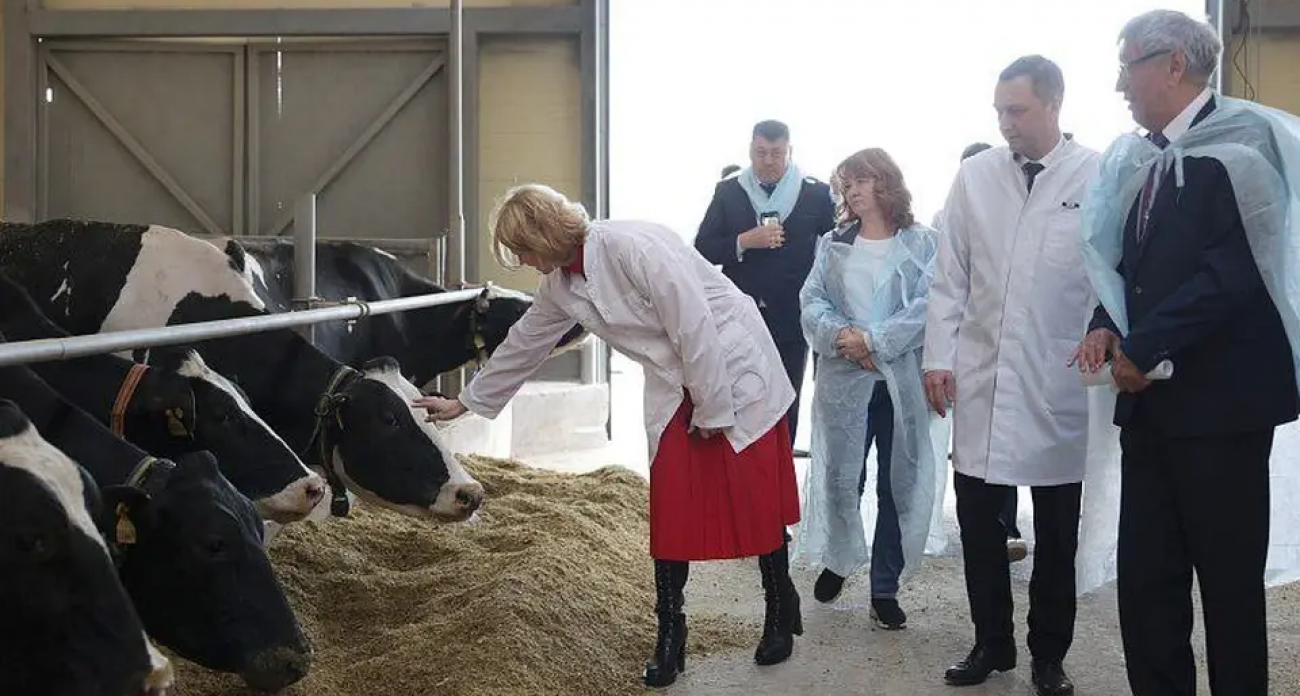 Саратовский племзавод взлетел с 19-го на 4-е место в России: коровы дают по 14 тонн молока в год