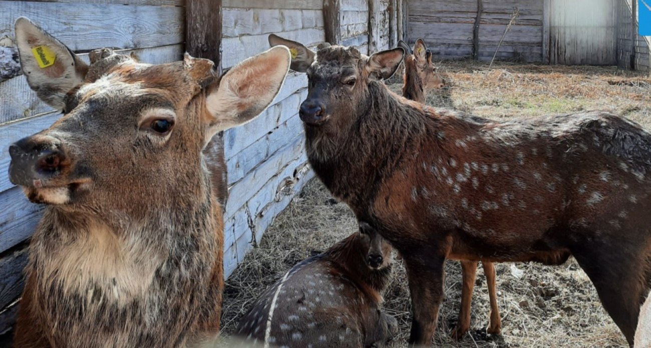 58 пятнистых оленей в Саратовской области лишили рогов хирургической пилой: причина поразила