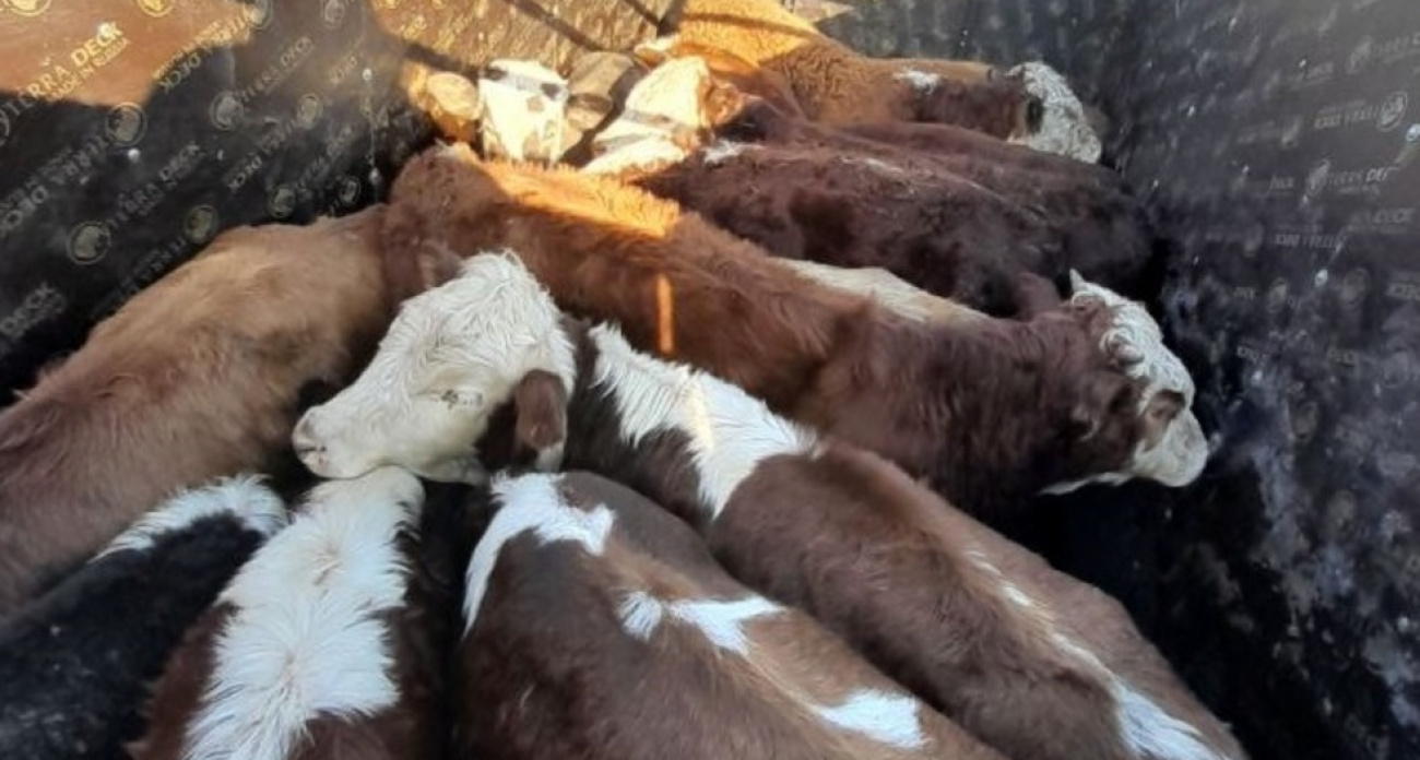 В Саратовской области задержали грузовик с 16 телятами без документов и бирок