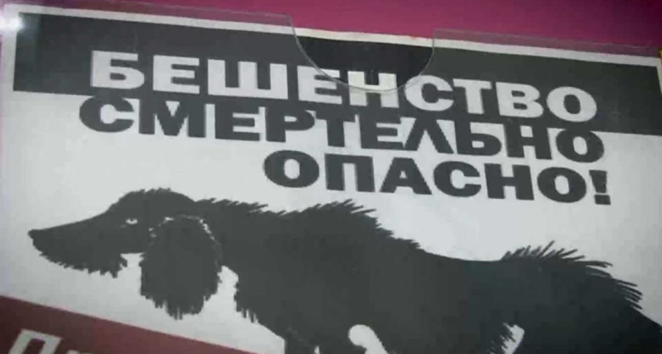 Вывоз питомцев за границу изменится: с 1 декабря протоколы на бешенство переходят в электронный формат